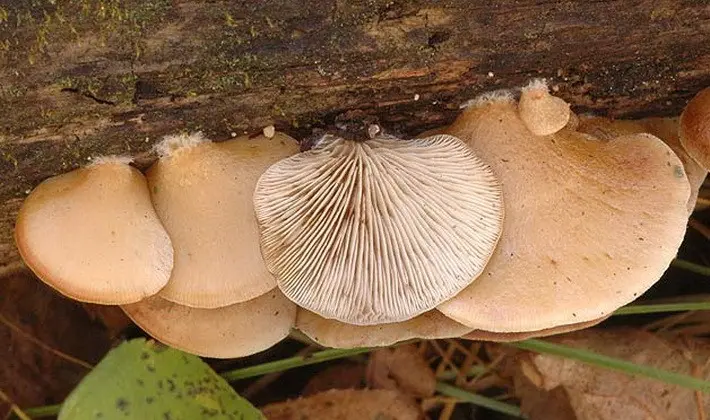 Hat mushrooms with a displaced or missing stem