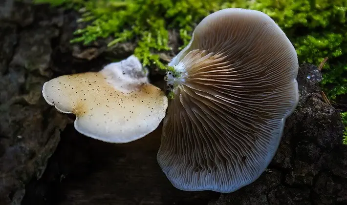 Hat mushrooms with a displaced or missing stem