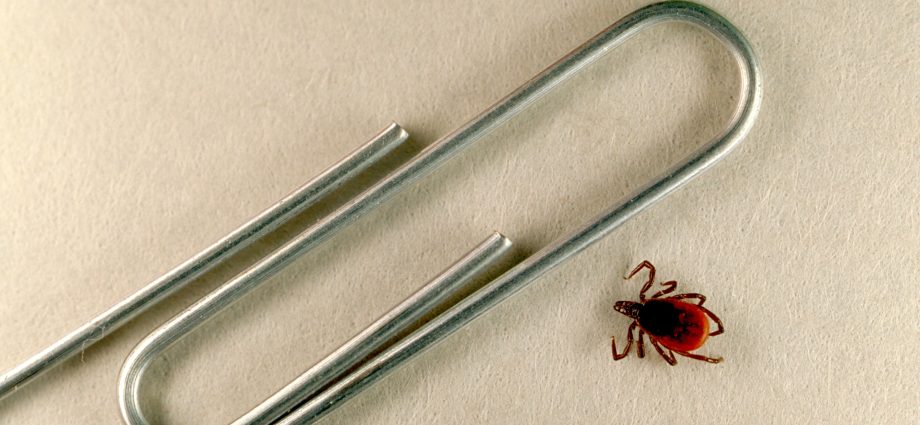 Have you been bitten by a tick? Check if he was a carrier of Lyme disease