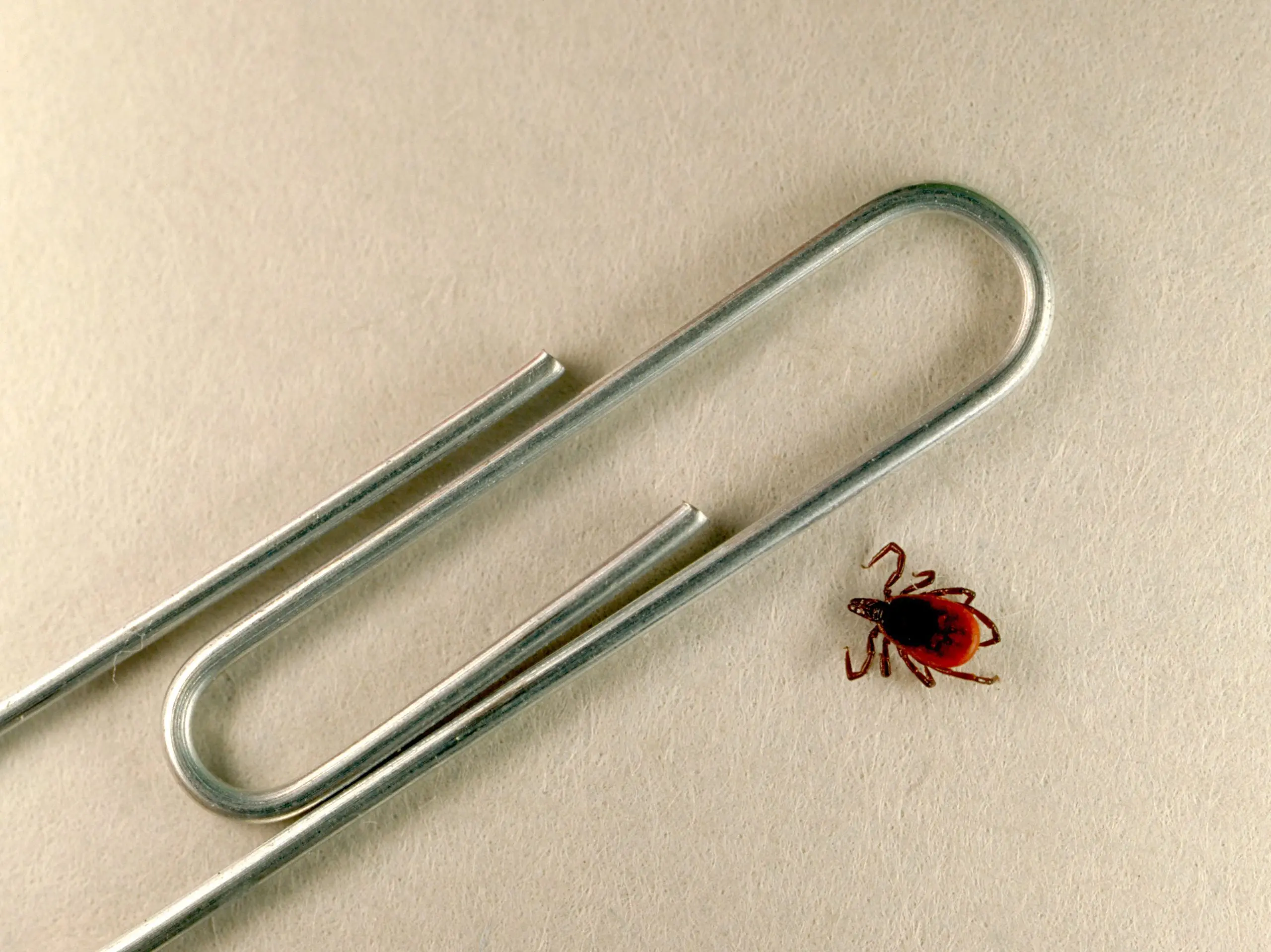 Have you been bitten by a tick? Check if he was a carrier of Lyme disease