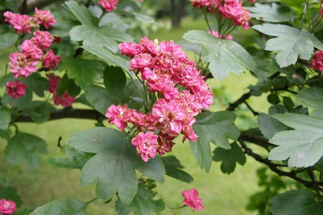 Hawthorn: benefits and harms, how to take