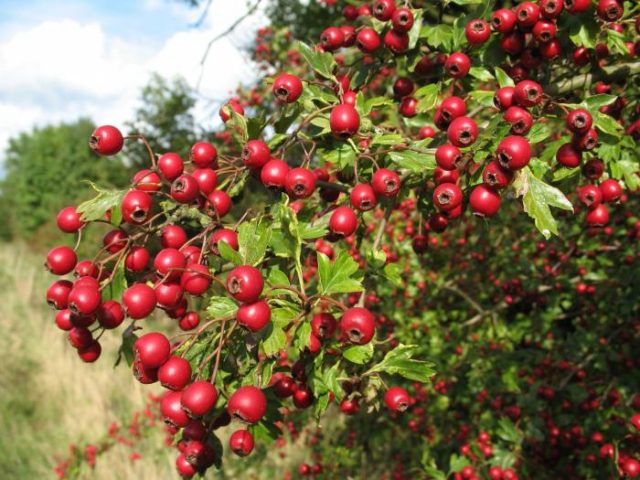 Hawthorn: benefits and harms, how to take