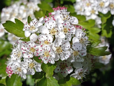 Hawthorn: benefits and harms, how to take