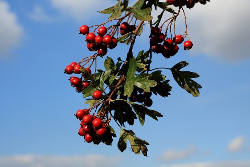 Hawthorn: benefits and harms, how to take