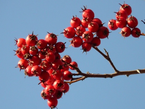 Hawthorn: benefits and harms, how to take