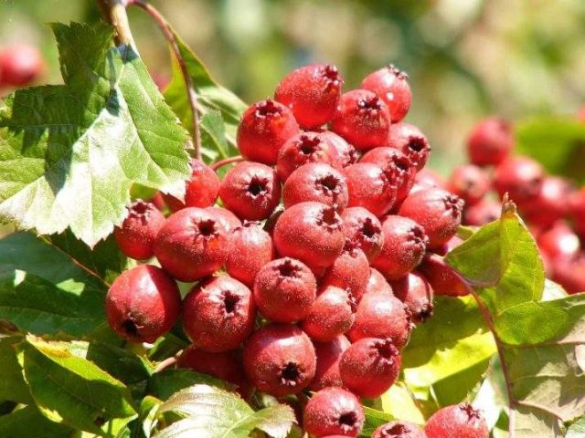 Hawthorn: benefits and harms, how to take