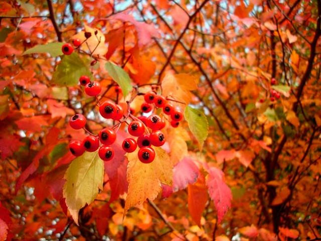 Hawthorn: benefits and harms, how to take