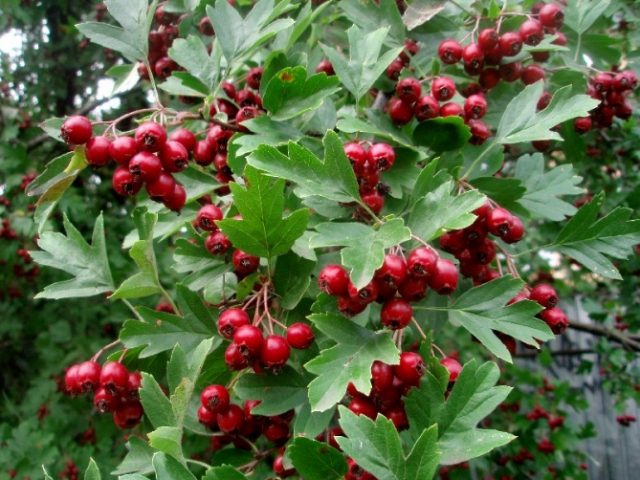 Hawthorn: benefits and harms, how to take