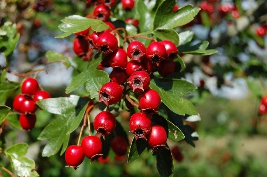 Hawthorn: benefits and harms, how to take