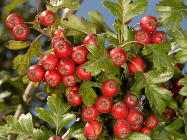 Hawthorn: benefits and harms, how to take