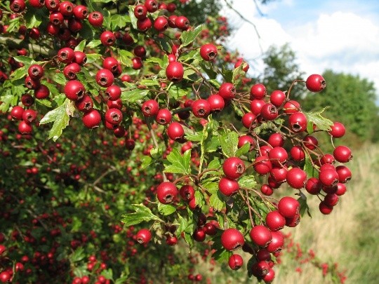 Hawthorn: benefits and harms, how to take