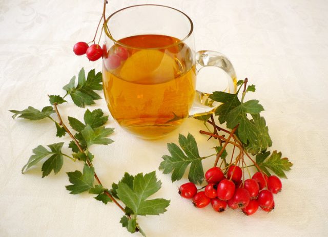 Hawthorn: benefits and harms, how to take