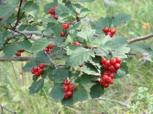 Hawthorn: benefits and harms, how to take