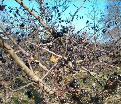 Hawthorn black and red: photo