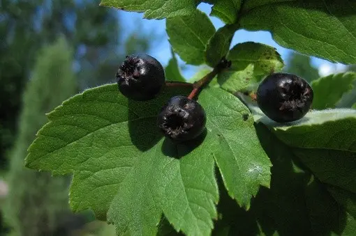 Hawthorn black and red: photo