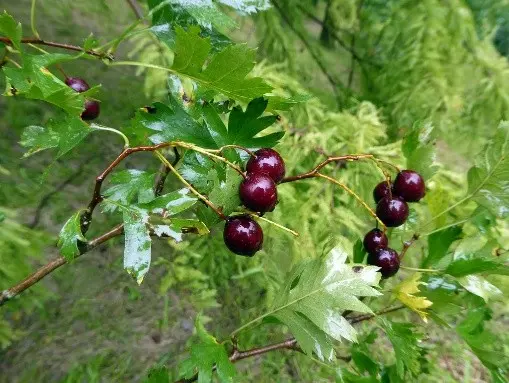 Hawthorn black and red: photo