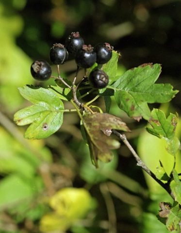 Hawthorn black and red: photo