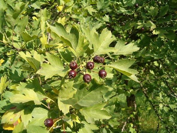 Hawthorn black and red: photo