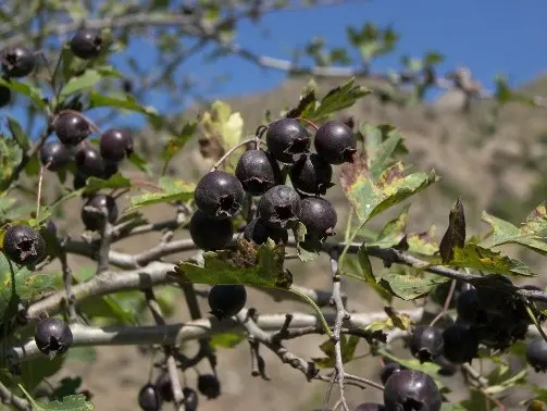 Hawthorn black and red: photo