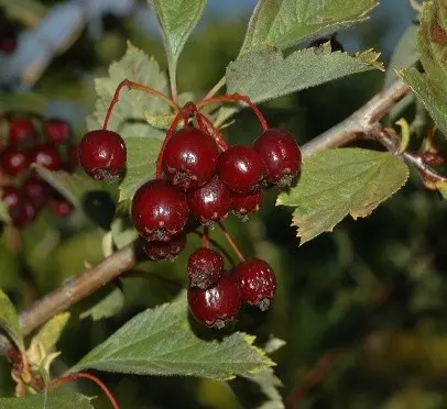 Hawthorn black and red: photo