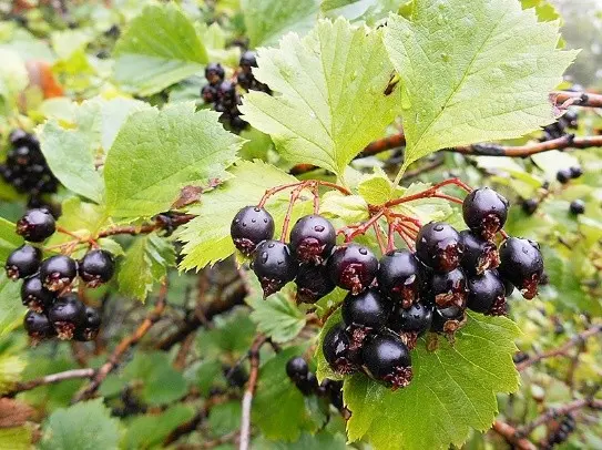 Hawthorn black and red: photo