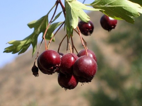 Hawthorn black and red: photo