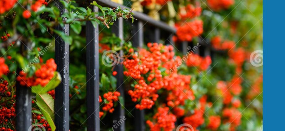 Hawthorn black and red: photo