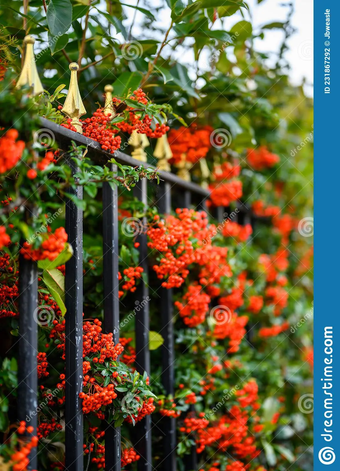 Hawthorn black and red: photo