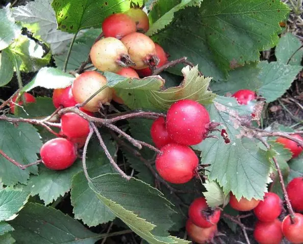 Hawthorn Cockspur: photo + description