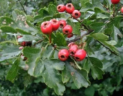 Hawthorn compote: the benefits and harms of drinking, drink recipes from dried, fresh berries with seeds, apples for the winter