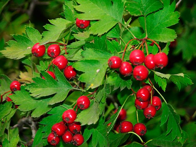 Hawthorn: cooking recipes for the winter