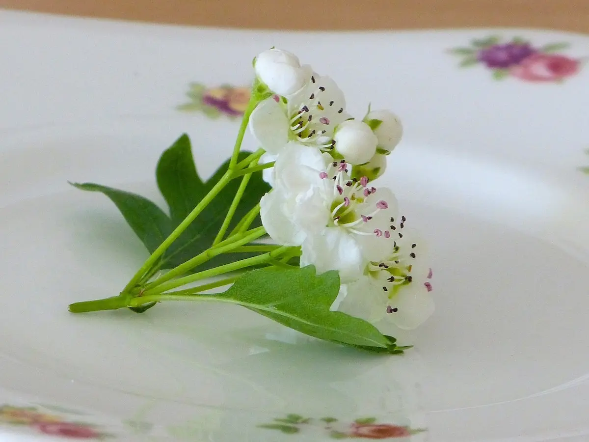 Hawthorn flowers: how to brew and how to drink