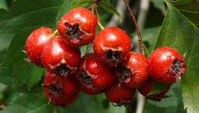 Hawthorn for pressure