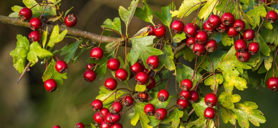 Hawthorn for pressure