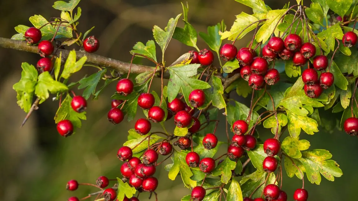 Hawthorn for pressure