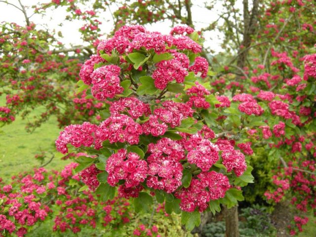 Hawthorn Paul Scarlet