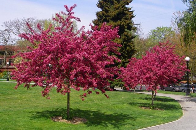 Hawthorn Paul Scarlet