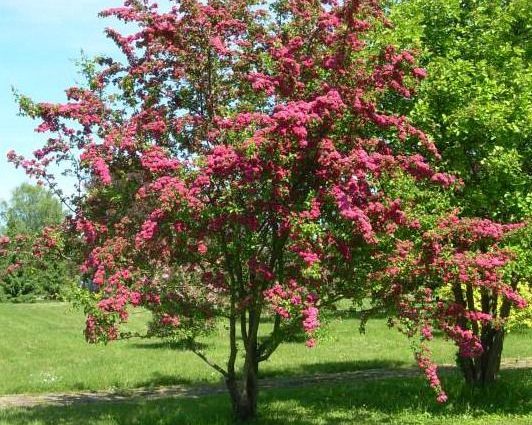 Hawthorn Paul Scarlet