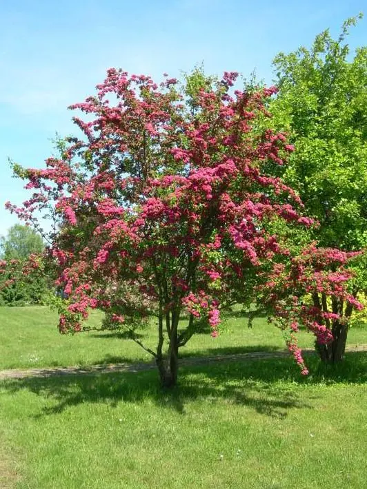 Hawthorn Paul Scarlet