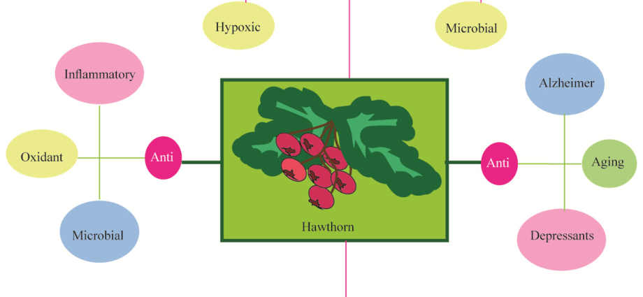 Hawthorn &#8211; properties, application, infusions, preparations, contraindications to use