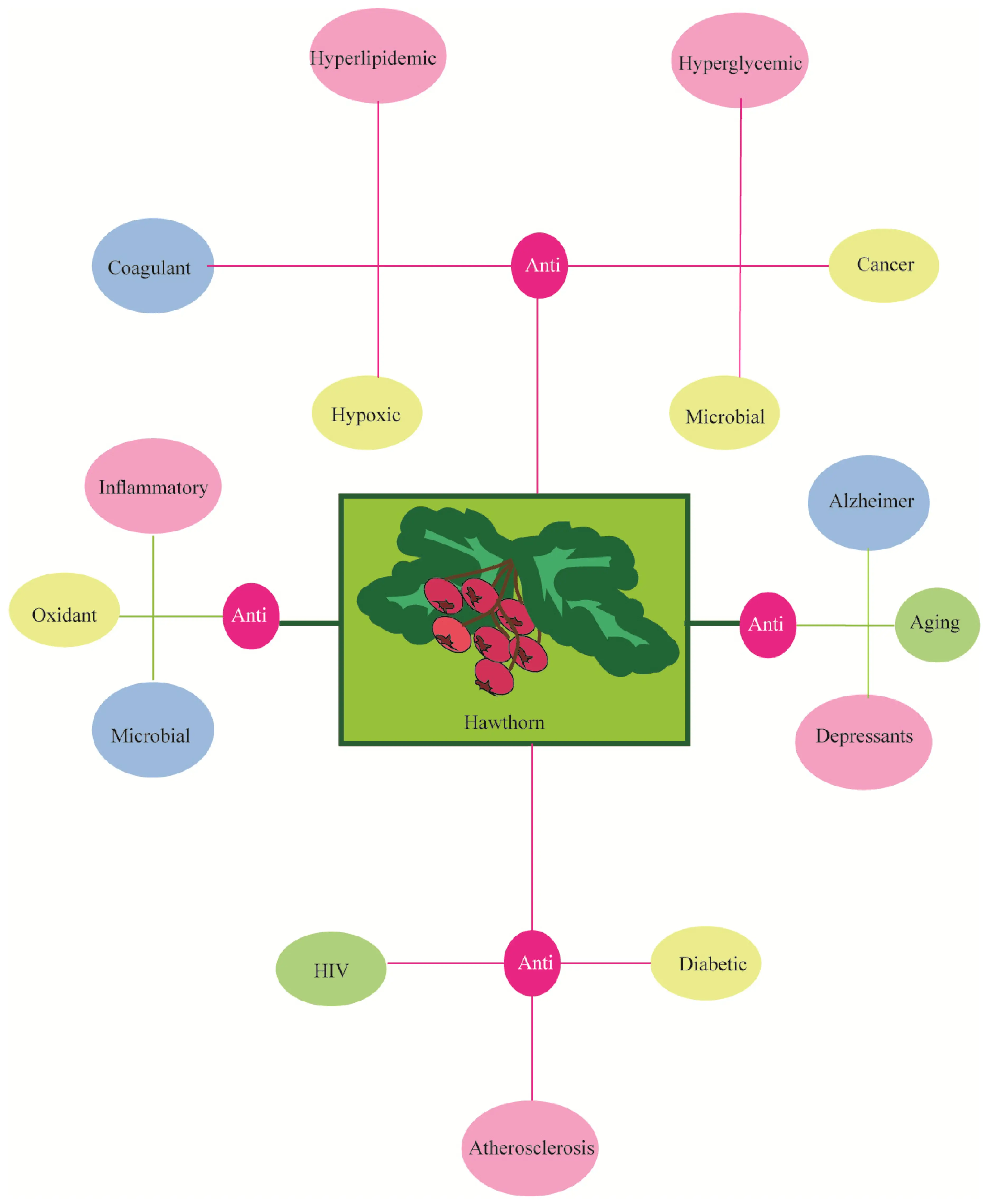 Hawthorn &#8211; properties, application, infusions, preparations, contraindications to use