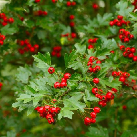 Hawthorn: types and varieties + photo