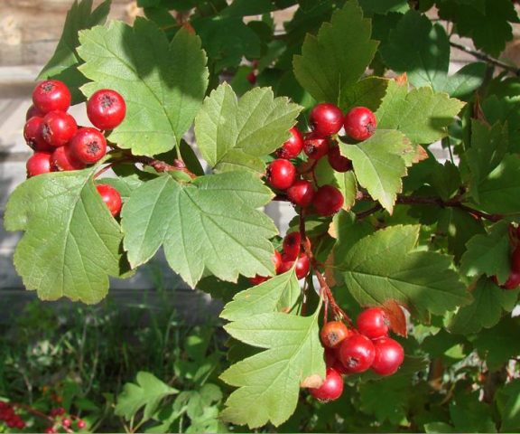 Hawthorn: types and varieties + photo