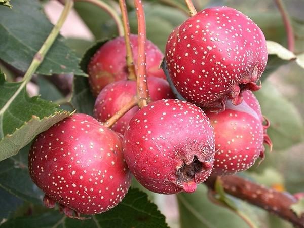 Hawthorn: types and varieties + photo