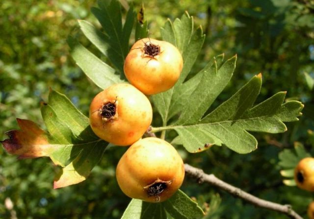 Hawthorn: types and varieties + photo