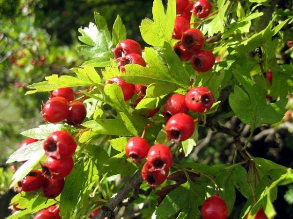 Hawthorn: types and varieties + photo