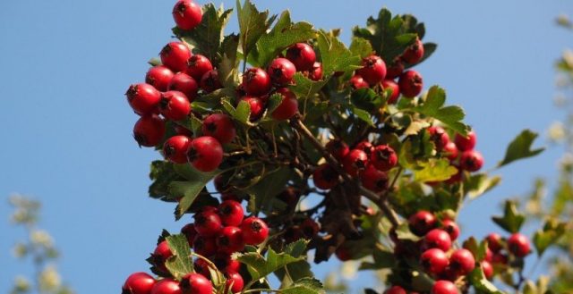 Hawthorn: types and varieties + photo