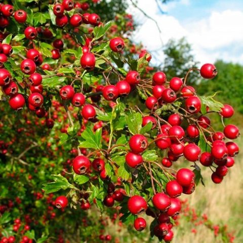 Hawthorn: types and varieties + photo