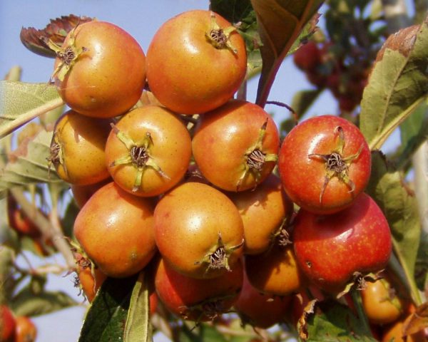 Hawthorn: types and varieties + photo