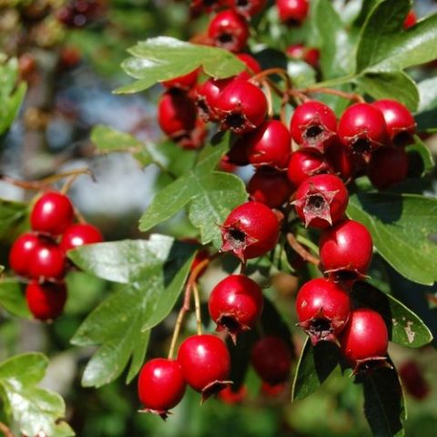 Hawthorn: types and varieties + photo